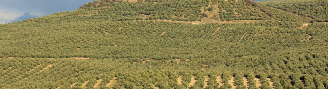 La Mesa Sectorial del Aceite de Oliva y la Aceituna de Mesa analiza la situación del sector hasta finales de enero La Mesa Sectorial del Aceite de Oliva y la Aceituna de Mesa analiza la situación del sector hasta finales de enero