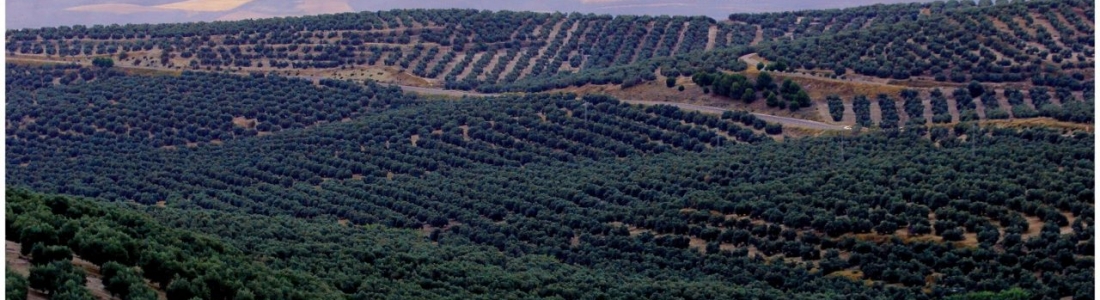 El campo andaluz se concentrará el próximo martes en Algeciras para «exigir que se ponga fin a la competencia desleal» El campo andaluz se concentrará el próximo martes en Algeciras para «exigir que se ponga fin a la competencia desleal»