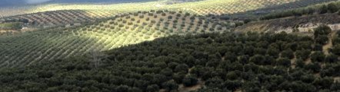 El COI prevé un aumento del consumo mundial de aceite de oliva de un 4,6% en esta campaña respecto a la anterior El COI prevé un aumento del consumo mundial de aceite de oliva de un 4,6% en esta campaña respecto a la anterior