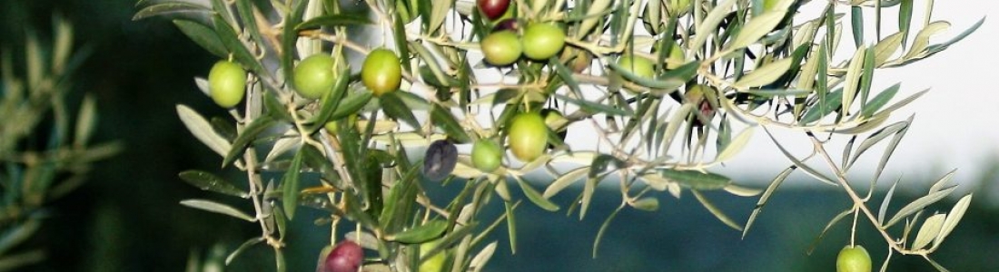 La DO Sierra Mágina organiza un seminario sobre marcas y etiquetado en los aceites de oliva La DO Sierra Mágina organiza un seminario sobre marcas y etiquetado en los aceites de oliva