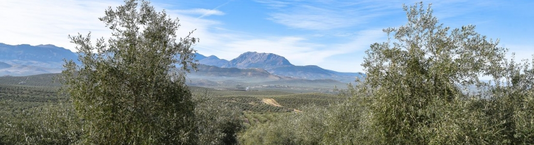 Cooperativas urge a las administraciones a actuar «con contundencia y celeridad ante el atentado de EEUU contra el sector agroalimentario andaluz» Cooperativas urge a las administraciones a actuar «con contundencia y celeridad ante el atentado de EEUU contra el sector agroalimentario andaluz»