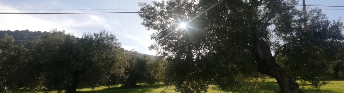 Agricultura forma a más de 500 profesionales para la tramitación de la Solicitud Única de las ayudas de la PAC Agricultura forma a más de 500 profesionales para la tramitación de la Solicitud Única de las ayudas de la PAC