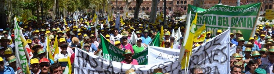 COAG Andalucía recuerda que el valor del aceite de oliva en origen sigue por debajo de los costes de producción COAG Andalucía recuerda que el valor del aceite de oliva en origen sigue por debajo de los costes de producción