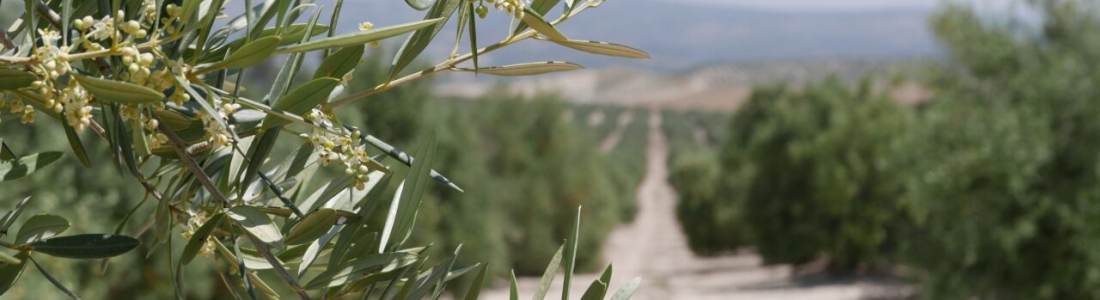 El sector productor analiza en Geolit la situación del aceite de oliva y acuerda solicitar una reunión con el Ministerio de Agricultura para concretar actuaciones El sector productor analiza en Geolit la situación del aceite de oliva y acuerda solicitar una reunión con el Ministerio de Agricultura para concretar actuaciones