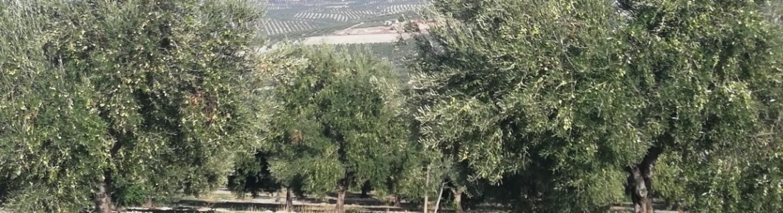 Crespo anuncia el abono de casi 825 millones del anticipo de las ayudas directas de la Política Agrícola Común 2019 Crespo anuncia el abono de casi 825 millones del anticipo de las ayudas directas de la Política Agrícola Común 2019