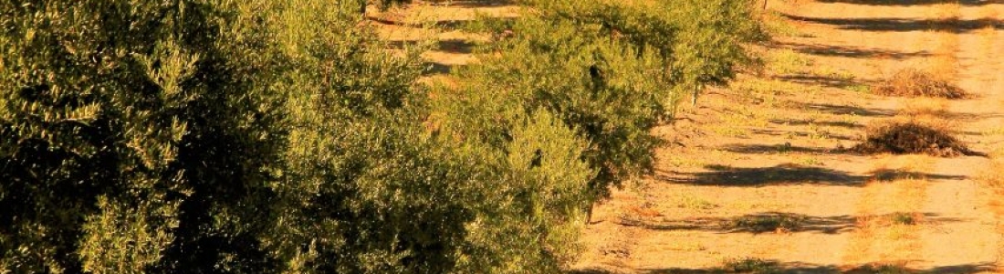 El precio del aceite de oliva en el mercado de origen sigue estable y con diferenciales mínimos entre calidades El precio del aceite de oliva en el mercado de origen sigue estable y con diferenciales mínimos entre calidades