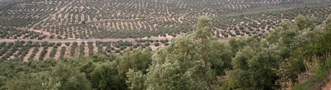 El periodo de rebusca de la aceituna en la provincia Jaén comienza mañana El periodo de rebusca de la aceituna en la provincia Jaén comienza mañana