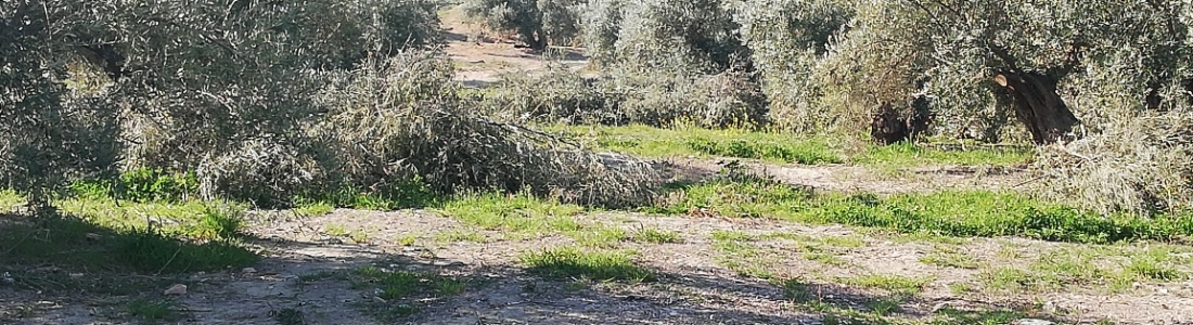 ASAJA cree que la provincia de Jaén llegará a los datos del aforo de aceite de oliva ASAJA cree que la provincia de Jaén llegará a los datos del aforo de aceite de oliva