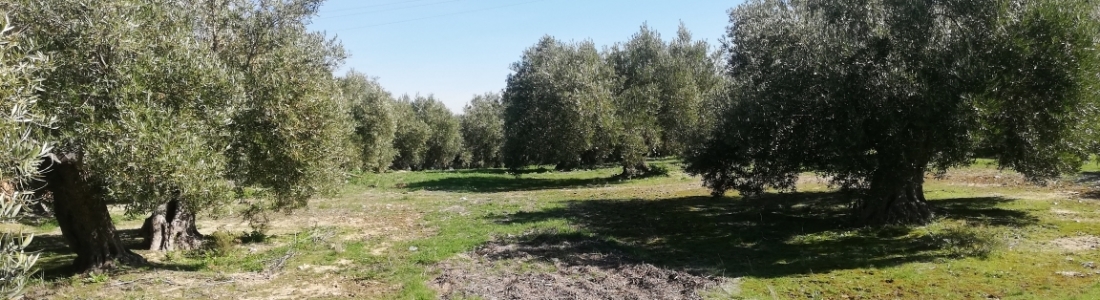 Ecovalia destaca la tercera posición de España en superficie ecológica en el mundo Ecovalia destaca la tercera posición de España en superficie ecológica en el mundo