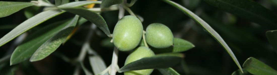 Agricultura refuerza el personal dedicado a garantizar la sanidad vegetal de los cultivos en Andalucía Agricultura refuerza el personal dedicado a garantizar la sanidad vegetal de los cultivos en Andalucía