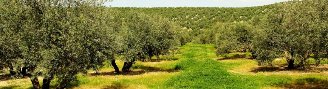 El periodo de la rebusca de la aceituna comienza mañana en la provincia de Jaén El periodo de la rebusca de la aceituna comienza mañana en la provincia de Jaén
