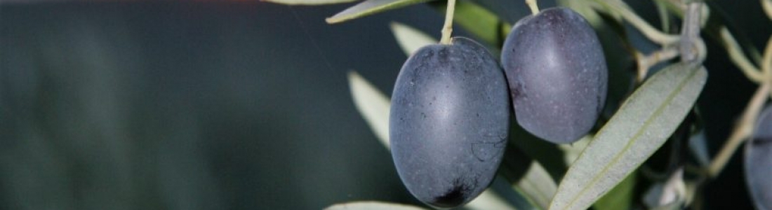 Un total de 1.062.000 toneladas de aceite de oliva se han producido en España hasta finales de enero Un total de 1.062.000 toneladas de aceite de oliva se han producido en España hasta finales de enero