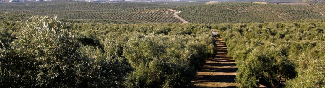 ASAJA, CC OO y UGT consideran que hay suficiente mano obra para la recogida de la aceituna en Jaén ASAJA, CC OO y UGT consideran que hay suficiente mano obra para la recogida de la aceituna en Jaén
