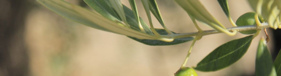 La DOP Sierra de Segura prevé una «cosecha baja» de aceite de oliva en esta zona La DOP Sierra de Segura prevé una «cosecha baja» de aceite de oliva en esta zona