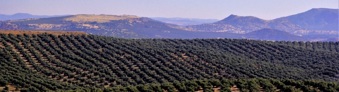 El comercio de aceite de oliva creció en la pasada campaña en Australia, China, Canadá, EE UU y Rusia, pero bajó en Brasil, Japón y la UE El comercio de aceite de oliva creció en la pasada campaña en Australia, China, Canadá, EE UU y Rusia, pero bajó en Brasil, Japón y la UE