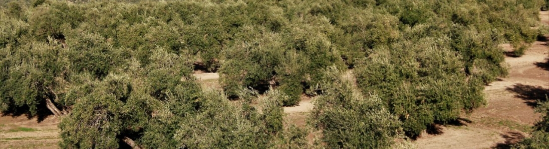 El olivo supone el 25 por ciento del cultivo permanente en el mundo El olivo supone el 25 por ciento del cultivo permanente en el mundo