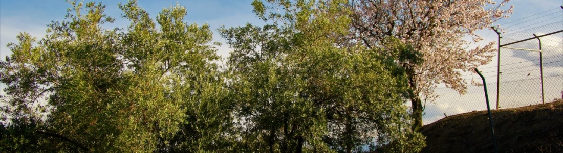 La Diputación de Jaén convoca ayudas por más de un millón de euros para agricultura, ganadería y medio ambiente La Diputación de Jaén convoca ayudas por más de un millón de euros para agricultura, ganadería y medio ambiente