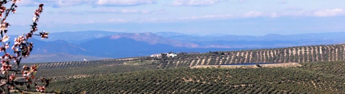 Andalucía anticipará el 70% de las ayudas de la PAC Andalucía anticipará el 70% de las ayudas de la PAC