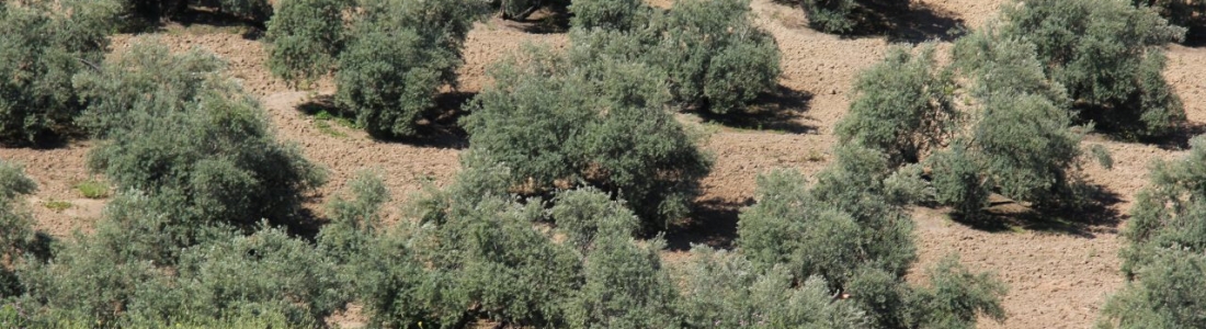 UPA-Jaén propondrá a Agricultura una PAC que beneficie a los pequeños y medianos agricultores profesionales UPA-Jaén propondrá a Agricultura una PAC que beneficie a los pequeños y medianos agricultores profesionales