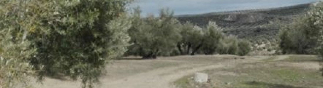 El FEGA publica la información sobre los derechos definitivos del Pago Básico de la PAC El FEGA publica la información sobre los derechos definitivos del Pago Básico de la PAC