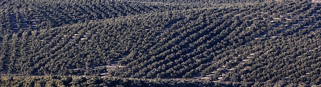 El CES retomará tras el verano su petición ante la RAE para modificar las definiciones de los aceite de oliva El CES retomará tras el verano su petición ante la RAE para modificar las definiciones de los aceite de oliva
