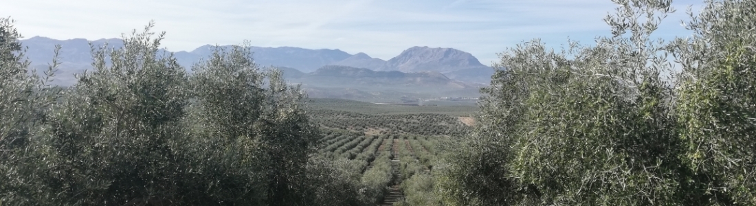 La campaña oleícola 2018/2019 termina con un enlace superior a las 750.000 toneladas, un millón de exportaciones y 540.000 en el mercado interior La campaña oleícola 2018/2019 termina con un enlace superior a las 750.000 toneladas, un millón de exportaciones y 540.000 en el mercado interior