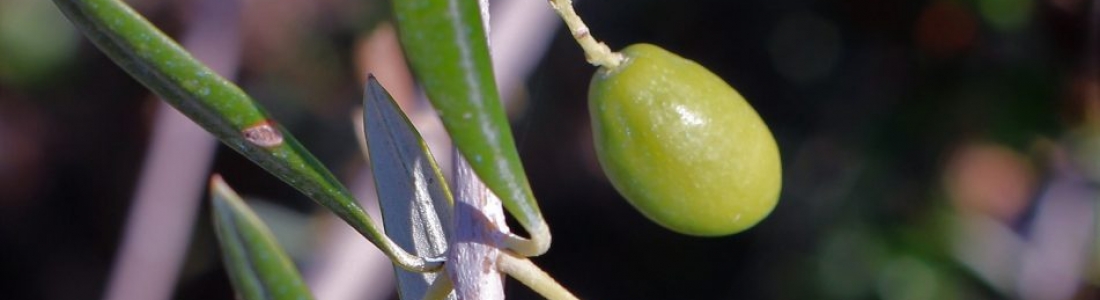 Baja el consumo de aceite de oliva en el mercado interior y suben las exportaciones respecto a la anterior campaña Baja el consumo de aceite de oliva en el mercado interior y suben las exportaciones respecto a la anterior campaña