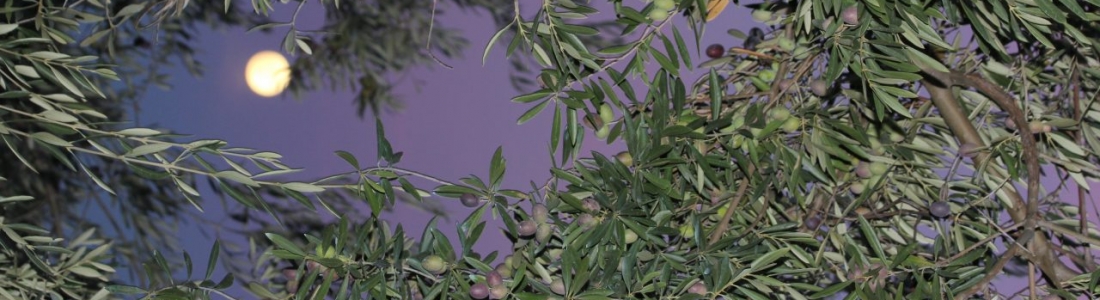 La DOP Sierra de Cazorla produce esta campaña unas 34.000 toneladas de aceite de oliva La DOP Sierra de Cazorla produce esta campaña unas 34.000 toneladas de aceite de oliva