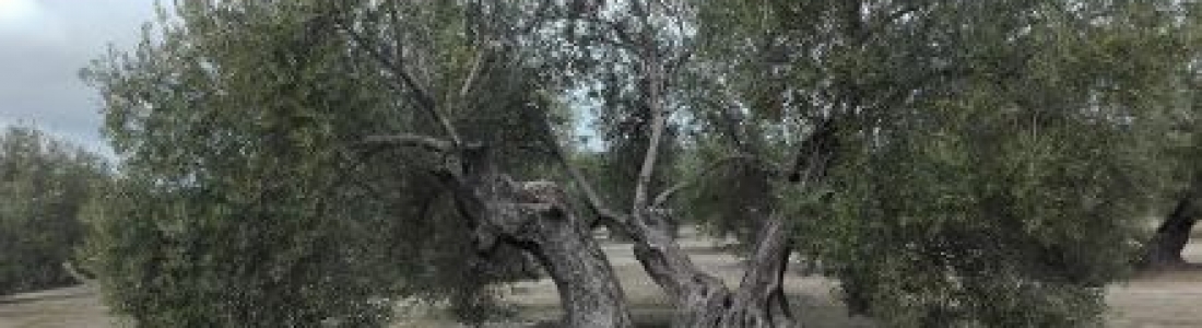 Cajasur ofrece a agricultores y ganaderos una línea de financiación en condiciones preferentes con el aval de Saeca Cajasur ofrece a agricultores y ganaderos una línea de financiación en condiciones preferentes con el aval de Saeca