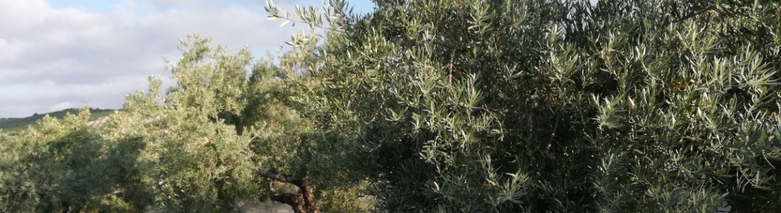 Ciudadanos muestra su preocupación por los efectos que puede tener la PAC entre los olivareros Ciudadanos muestra su preocupación por los efectos que puede tener la PAC entre los olivareros