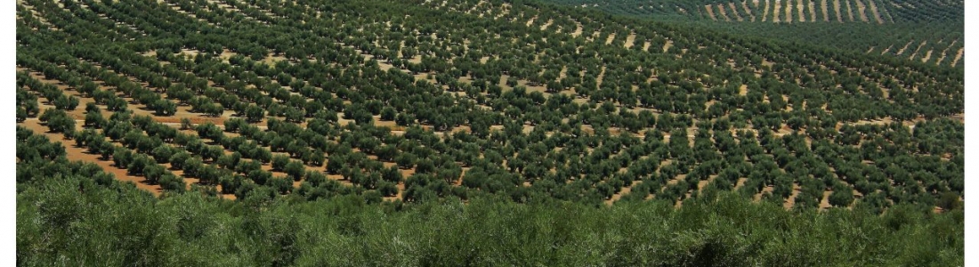 Cerca de 40 personas se han presentado al proceso de selección para optar a la secretaría del Consejo Regulador de la IGP Aceite de Jaén Cerca de 40 personas se han presentado al proceso de selección para optar a la secretaría del Consejo Regulador de la IGP Aceite de Jaén