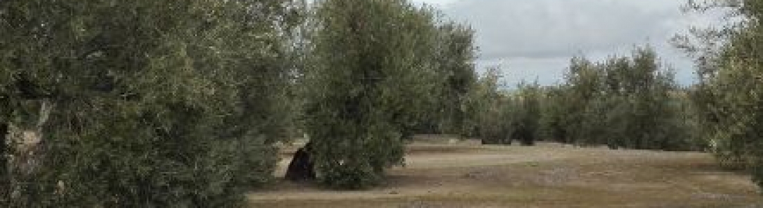 ADEMUR-Jaén demanda más formación para las mujeres en el sector agrícola ADEMUR-Jaén demanda más formación para las mujeres en el sector agrícola