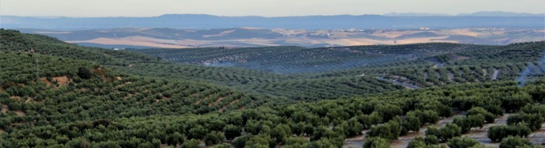 Las exportaciones agroalimentarias andaluzas crecen un 5% entre enero y octubre respecto del mismo período de 2018 Las exportaciones agroalimentarias andaluzas crecen un 5% entre enero y octubre respecto del mismo período de 2018