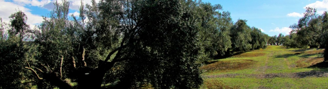 ASAJA-Jaén asegura que cientos de agricultores esperan que se resuelvan las ayudas para modernizar sus explotaciones ASAJA-Jaén asegura que cientos de agricultores esperan que se resuelvan las ayudas para modernizar sus explotaciones