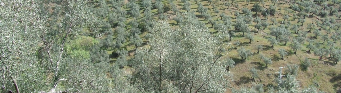 La Junta abona 10,6 millones de euros en ayudas agroambientales a los sistemas sostenibles de olivar La Junta abona 10,6 millones de euros en ayudas agroambientales a los sistemas sostenibles de olivar