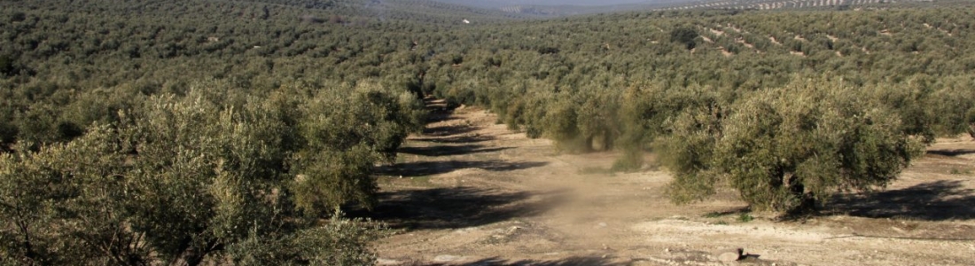 Preocupación en ASAJA-Jaén, UPA-Jaén y COAG-Jaén por la detección de un olivo afectado por la bacteria xylella fastidiosa en Madrid Preocupación en ASAJA-Jaén, UPA-Jaén y COAG-Jaén por la detección de un olivo afectado por la bacteria xylella fastidiosa en Madrid