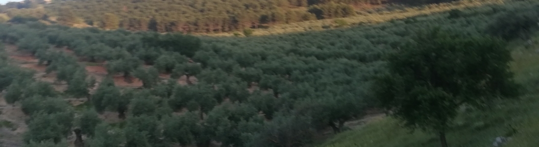 Aceite de Jaén, la primera IGP de aceite de oliva virgen extra reconocida en España por la UE Aceite de Jaén, la primera IGP de aceite de oliva virgen extra reconocida en España por la UE