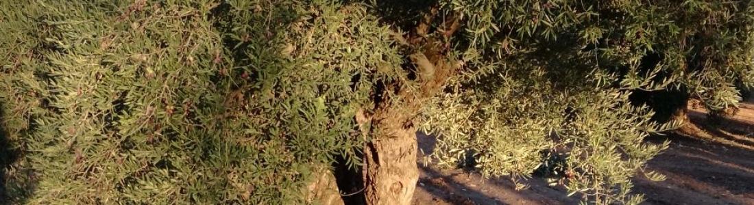 La provincia de Jaén produjo hasta diciembre un tercio del aceite de oliva que augura el avance de cosecha La provincia de Jaén produjo hasta diciembre un tercio del aceite de oliva que augura el avance de cosecha