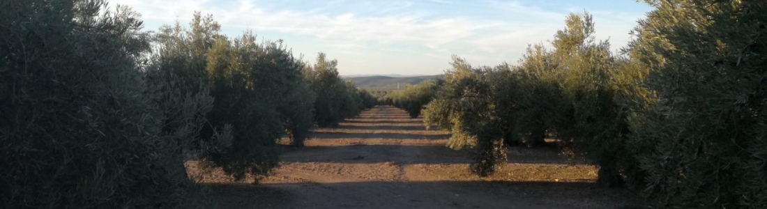 La COAG destaca que la relación calidad/precio del aceite de oliva es equilibrada y sostenible La COAG destaca que la relación calidad/precio del aceite de oliva es equilibrada y sostenible