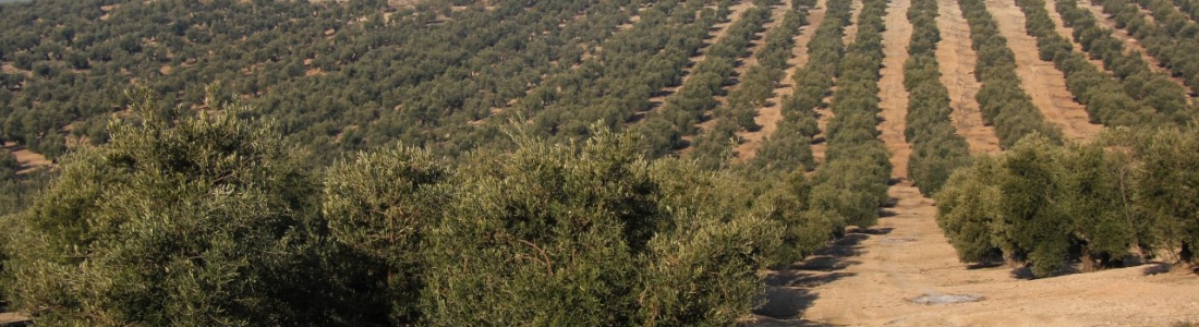 La comercialización de aceite de oliva supera las 400.000 toneladas en los cuatro primeros meses de la campaña La comercialización de aceite de oliva supera las 400.000 toneladas en los cuatro primeros meses de la campaña
