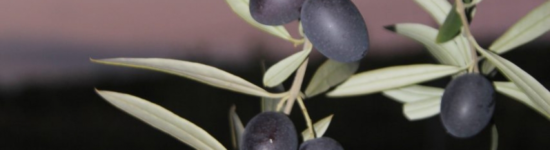 La COAG pide a Planas que afronte las mejoras que necesita el modelo social y profesional de agricultura en España La COAG pide a Planas que afronte las mejoras que necesita el modelo social y profesional de agricultura en España