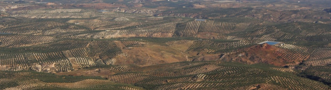 El paisaje del olivar aspira a la declaración de Patrimonio de la Humanidad El paisaje del olivar aspira a la declaración de Patrimonio de la Humanidad