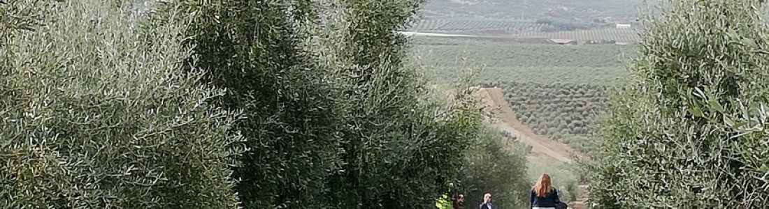 La recolección de la aceituna supera el 40% en Jaén con rendimientos inicialmente bajos La recolección de la aceituna supera el 40% en Jaén con rendimientos inicialmente bajos