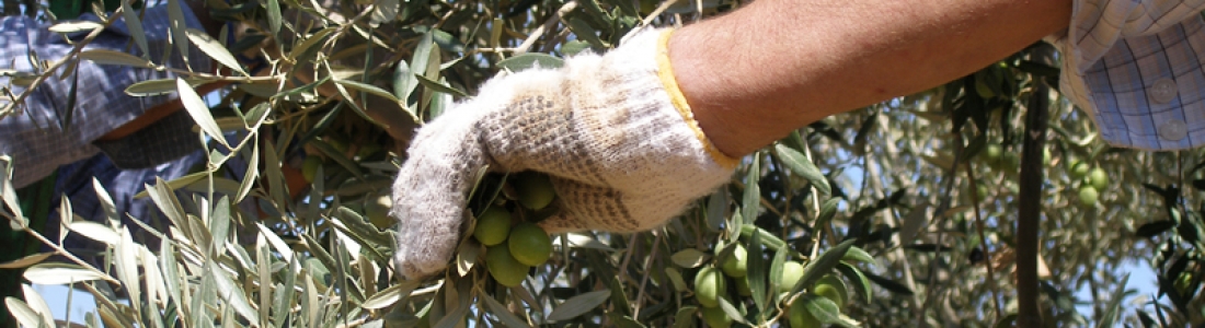 La producción de aceituna de mesa supera en un 4% la previsión del aforo y alcanza las 441.830 toneladas en Andalucía La producción de aceituna de mesa supera en un 4% la previsión del aforo y alcanza las 441.830 toneladas en Andalucía