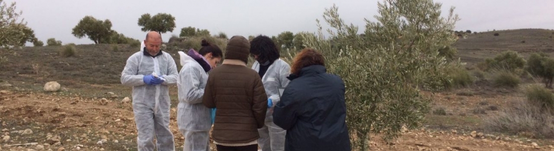 UPA-Madrid confía en que las medidas de contención frenen a la xylella fastidiosa UPA-Madrid confía en que las medidas de contención frenen a la xylella fastidiosa
