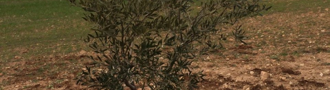 UPA-Jaén confía en que las medidas de contención puestas en marcha en Madrid frenen a la xylella fastidiosa y reclama más investigación UPA-Jaén confía en que las medidas de contención puestas en marcha en Madrid frenen a la xylella fastidiosa y reclama más investigación