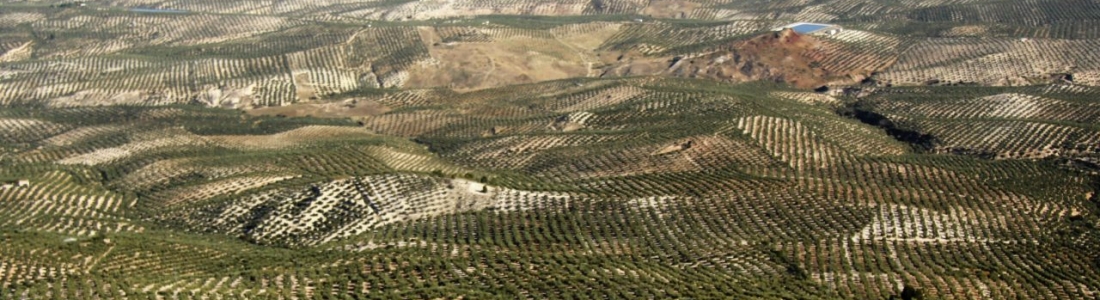 Agricultura publica las bases reguladoras de los Premios Alimentos de España Agricultura publica las bases reguladoras de los Premios Alimentos de España