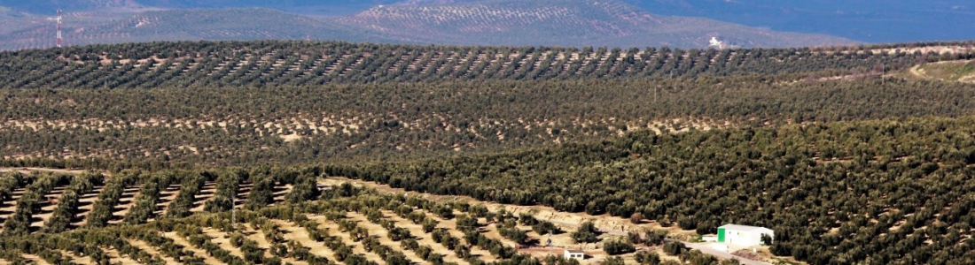 ASAJA.Jaén organiza unas jornadas agrarias y de sanidad vegetal ASAJA.Jaén organiza unas jornadas agrarias y de sanidad vegetal