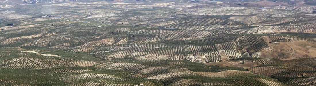 Agricultura recalca el compromiso del Gobierno andaluz con los jóvenes agricultores Agricultura recalca el compromiso del Gobierno andaluz con los jóvenes agricultores
