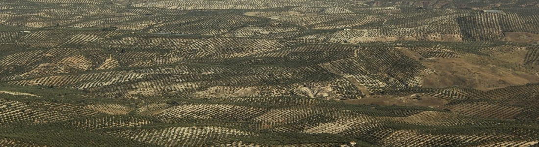 El III Plan Andaluz de la Producción Ecológica se somete a información pública en junio El III Plan Andaluz de la Producción Ecológica se somete a información pública en junio